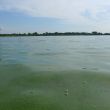 Blue-Green Algae Bloom Notice