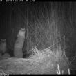 Otter Trailcam Footage