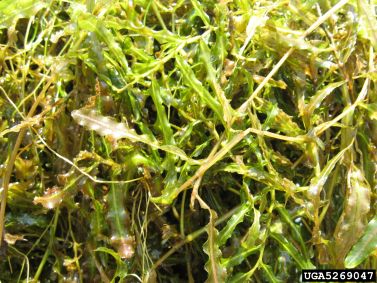 curly leaf pondweed.jpg