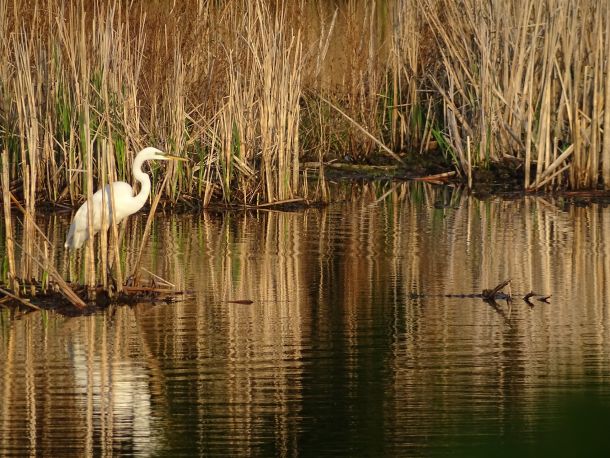 great egret 3.jpg