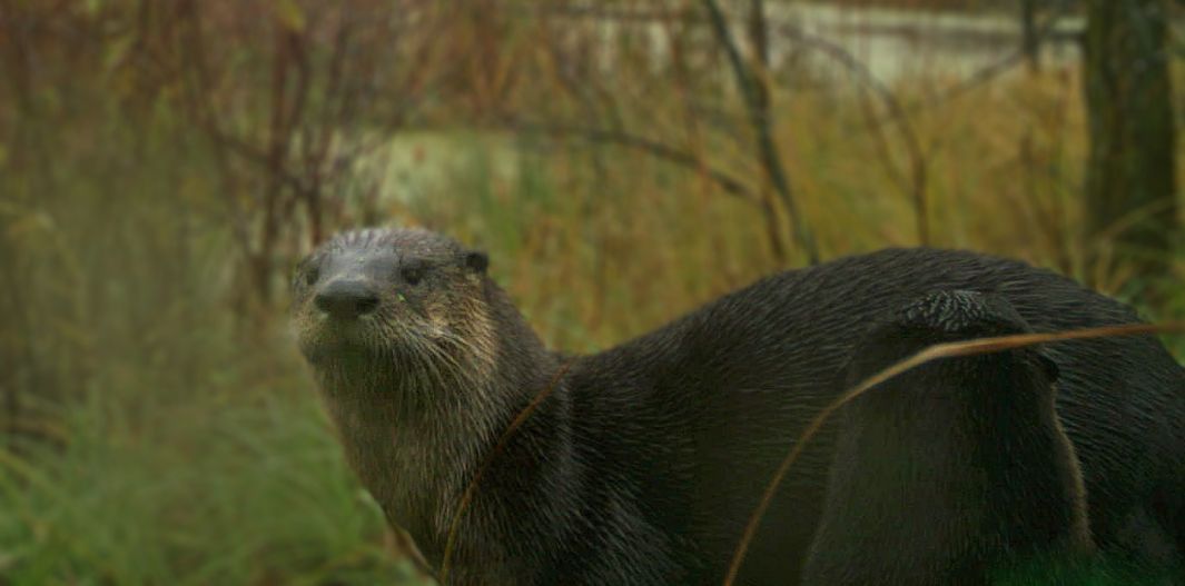 A close-up otter from the comparison rural site - cropped.jpg