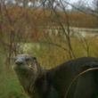 Faces of Wetlands: River Otter