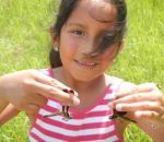 The Great Dragonfly Gathering at Tamarack Nature Center