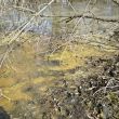 Water Science: Wetland Slime