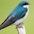 Faces of Wetlands: Tree Swallow