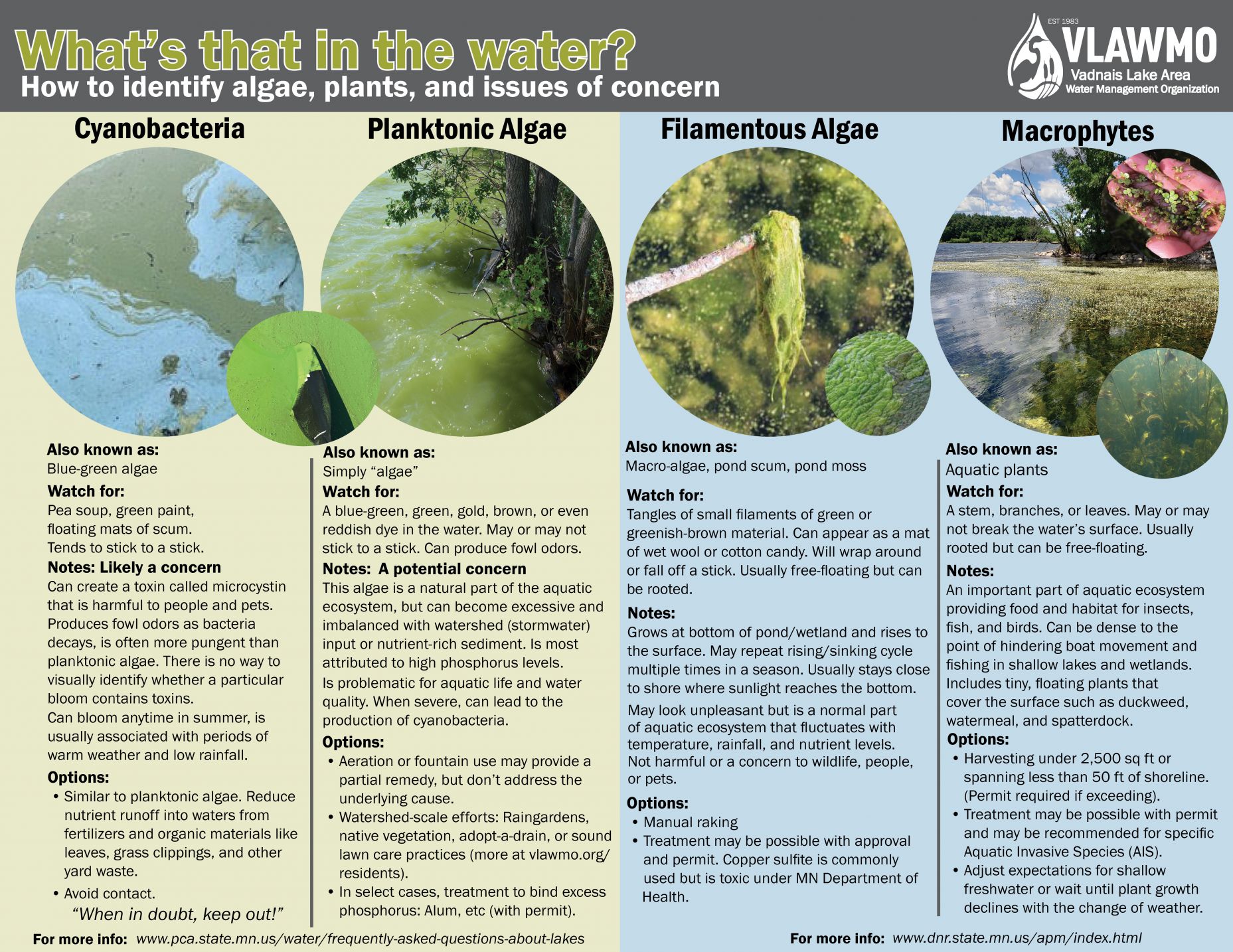 Whats that in the water algae plants guide.jpg