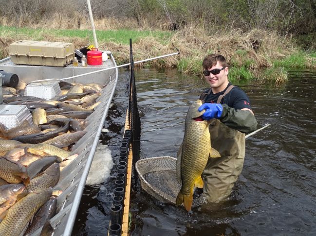 carp removal 8.jpg