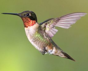 Ruby-throated_Hummingbird.jpg