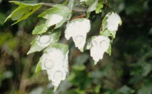 dobsonfly eggs.jpg