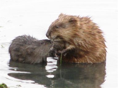 muskrat.jpg