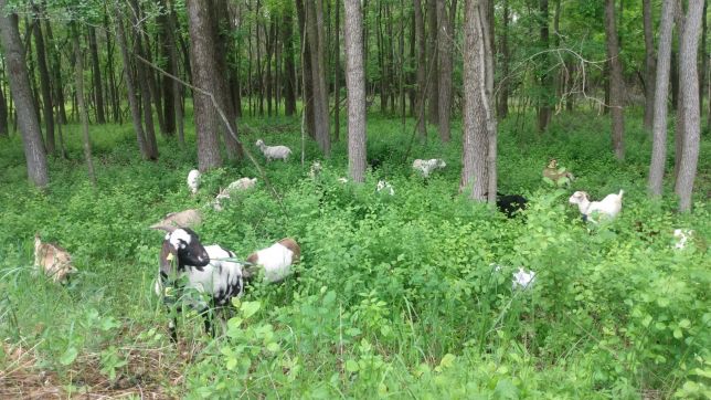 VH wooded wetland munch bunch 2023 (1).jpg