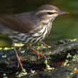 Faces of Wetlands: Northern Waterthrush
